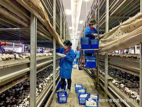 決戰(zhàn)60余日夜 戰(zhàn)疫大考中的金山民企餐飲服務(wù)力量